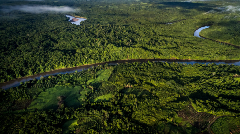 Oil Palm Most Efficient Carbon Sink Compared To Others