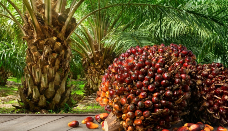 PALM OIL INDUSTRY PERFORMANCE IN MAY 2023: Production Increases, Stock Rises