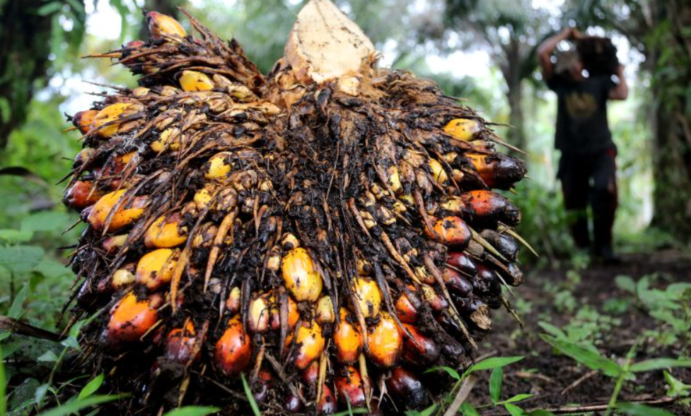 FEATURE: Maintaining Pakistani Palm Market Amid Growing EU Barriers