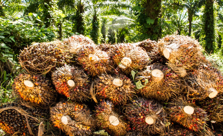 RI’s Palm Oil Multiplier Effect Can Reach Rp3,000T