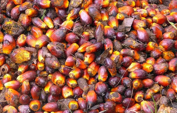 PALM OIL PERFORMANCE IN AUGUST 2023: Production Drops, Local Consumption Keeps Rising