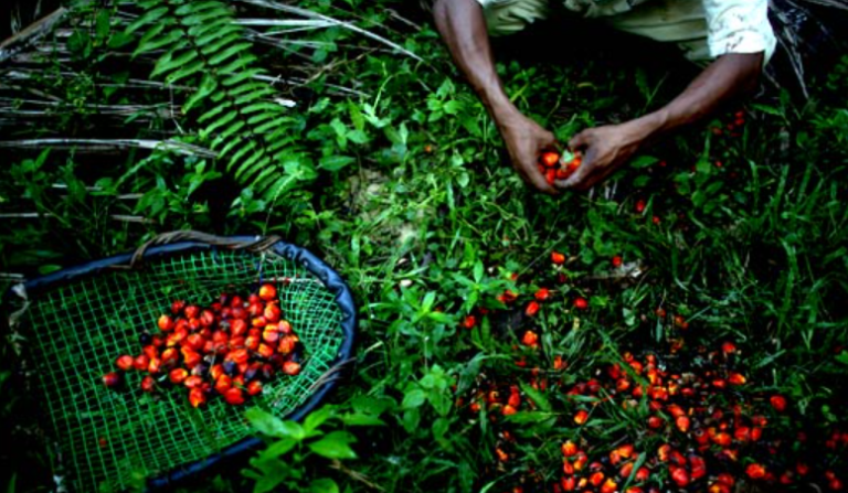 WRAPUP: Palm Thefts Rising, Stakeholders Asked To Find Solution