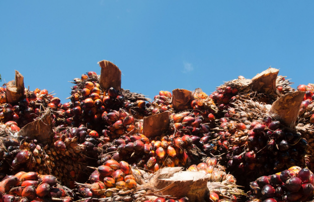 OPINION: “Palm Oil Free” Label Promotes Deforestation