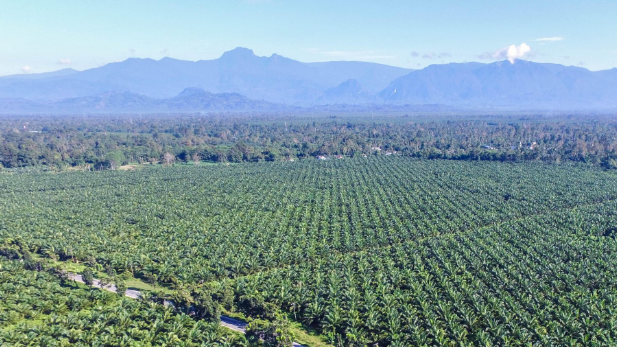 Examining Palm Oil From Human Rights Perspective