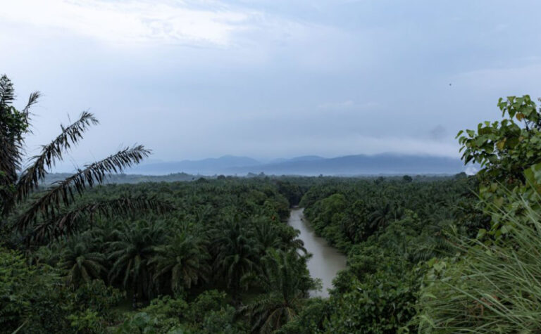 FEATURE: EUDR Might Not Be Effective In Cutting Deforestation