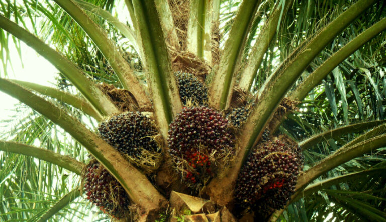 Oil Palm Leaves Can Prevent Early Aging