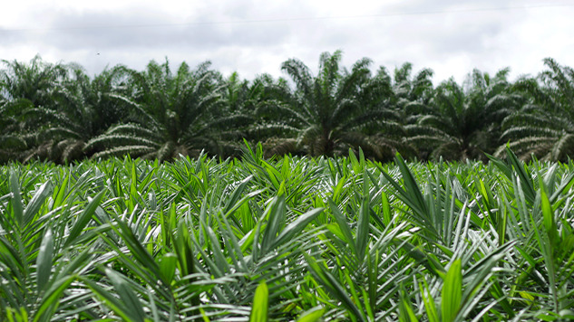 Global Packagers, Politicians Ask For EUDR Delay