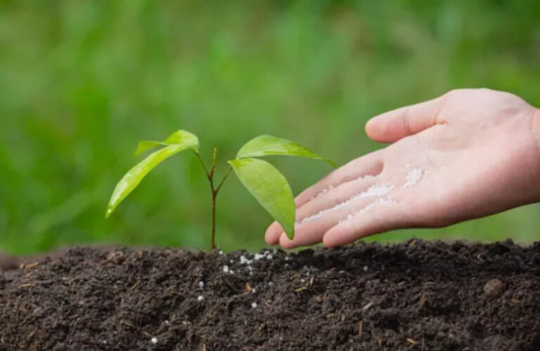 IPB University Produces Biofertilizer From Empty Palm Bunches