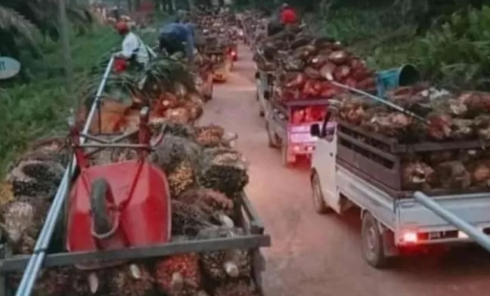 Palm Village Association Set Up, Grouping 16,800 Villages