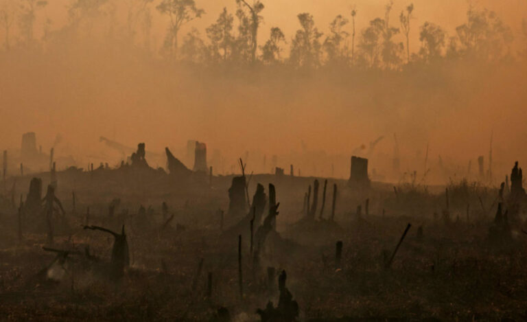 Palm Oil Can Be Driven To Reach Net Zero Goals Earlier