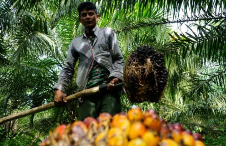 ‘Palm Oil-Free’ Triggering Claims Contain Product Labeling Rules