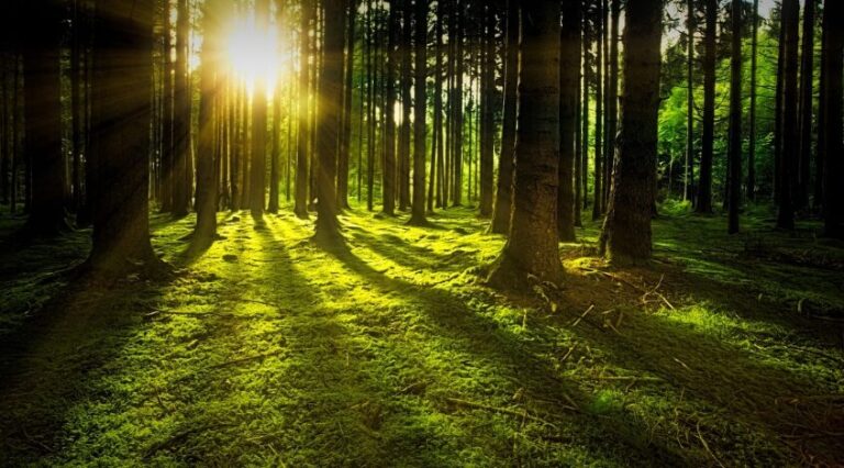 RI’s Palm Oil Plays Strategic Role In Realizing UN’s SDGs