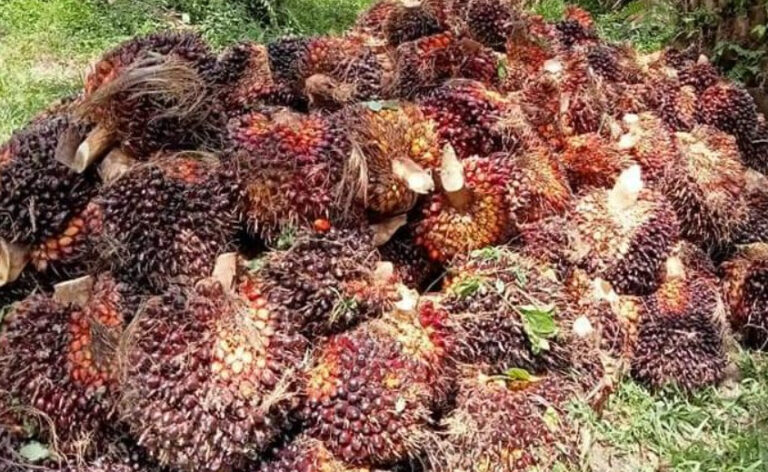GAPKI: Palm Oil Exports Rise in June