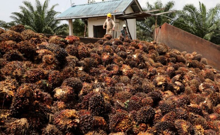 Find Out Real Absorption of Workers in Palm Industry