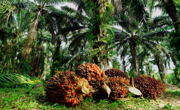 Palm Oil Industry Performance In 2023 & Prospects For 2024