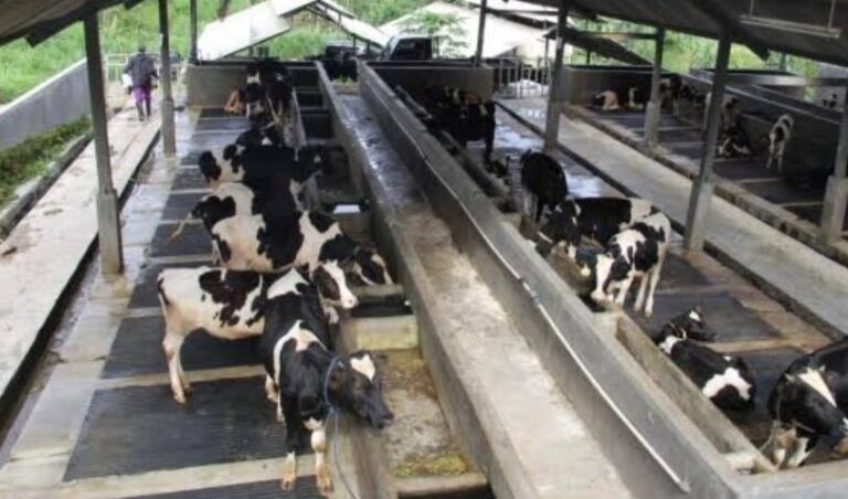 Palm Calcium Fat Can Raise Cow’s Milk Production