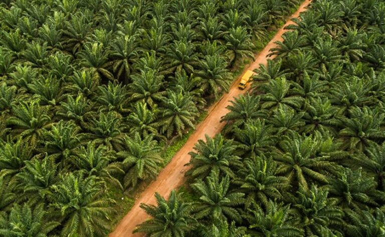 Studies Show Palm Oil’s Big Contribution For Net Carbon Sink