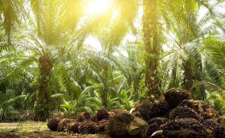 RI’s Palm Certification: Functionality Or Just  Formality?