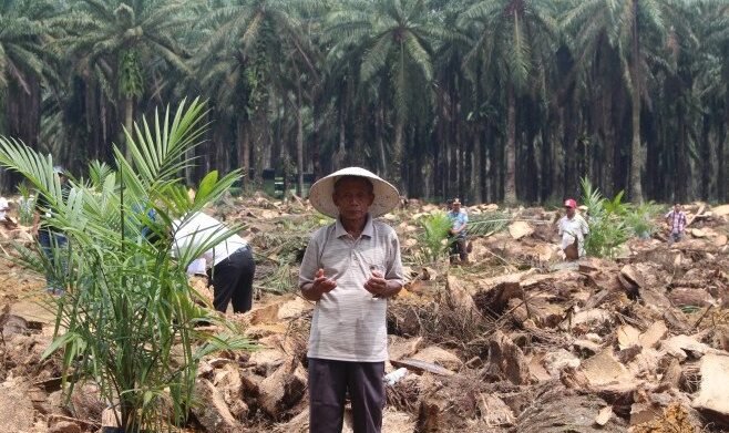 Airlangga: Palm Replanting Realization In 2023 Up 72.35%