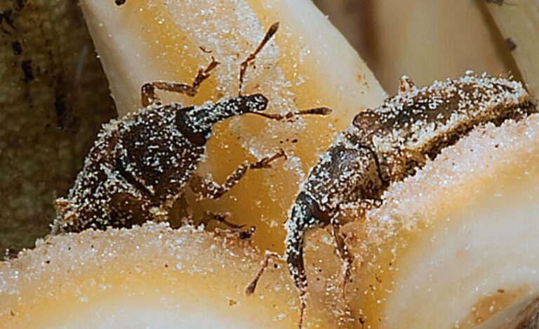 GAPKI To Introduce New Pollinator Insects In Palm Plantations