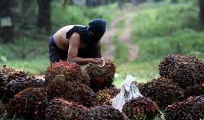 WRAPUP: GAPKI Production-Based DMO Will Burden Palm Smallholders