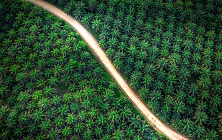 Govt Pushing For Palm Tracing System For Transparency
