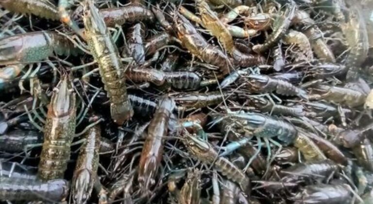 Producing Lobster Fodder From Palm Kernel Expeller