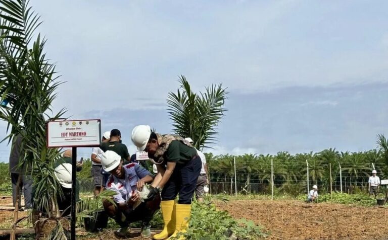 GAPKI Launches Rice Intercropping In Palm Plantations