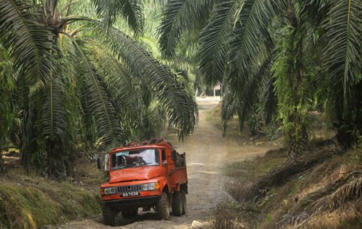 OPINION: Without Dialogs, EU Risks EUDR Not Working In Southeast Asia