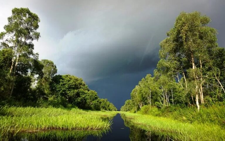 Myth Of Unrestorable Peatland In Palm Plantations Debunked