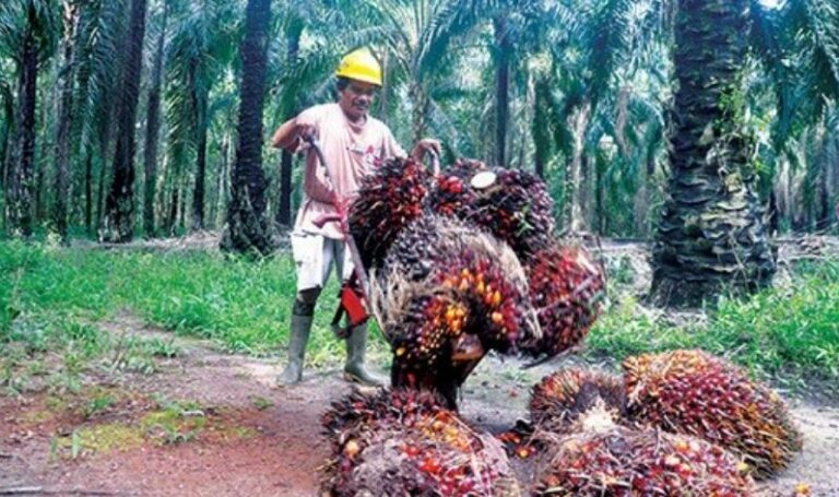 Palm Oil Production, Exports and Consumption Up