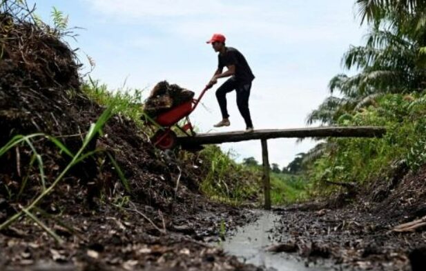 OPINION: RI Needs Single Board To Maximize Palm Oil Potentials