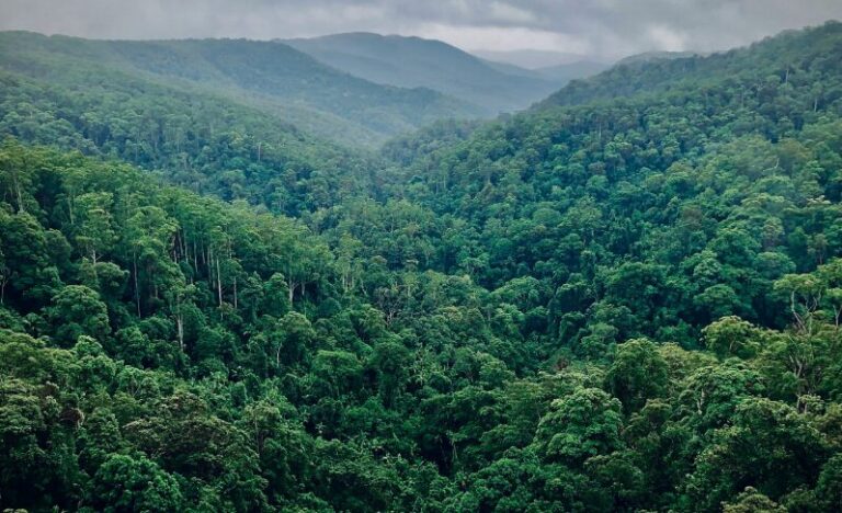 Palm Biofuel And Water Use: Higher Or Lower Than Others?