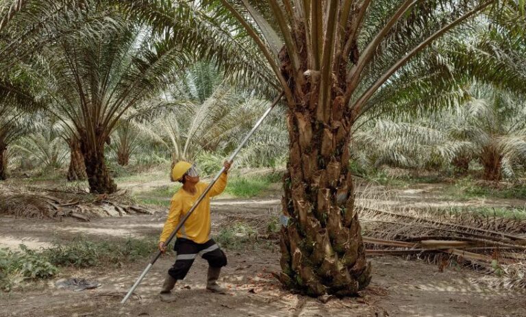 RI, Malaysia Facing Palm Production Problem Due to Weather, Old Trees
