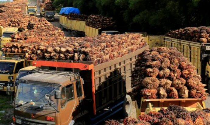 Govt To Revise Regulation On Palm Oil DMO