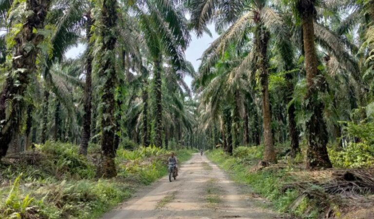Oil Palm Trees Can Be Effective Solution To Climate Change