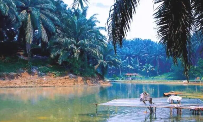 Palm Plantations and Clean Water In Villages