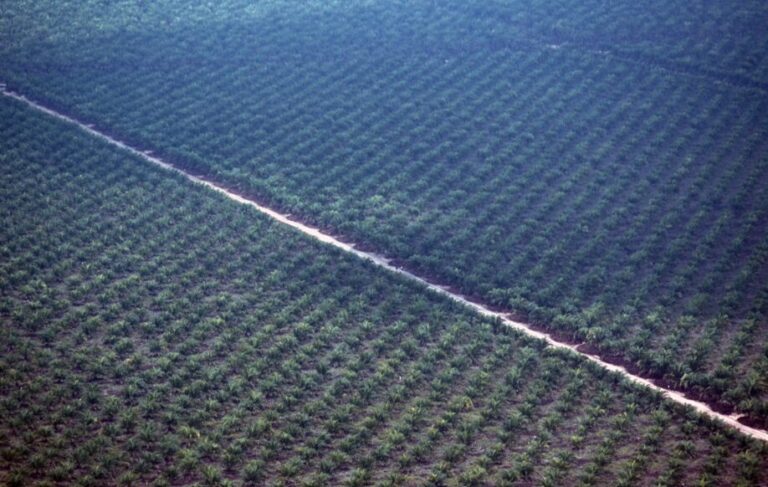 Is RI’s Palm Productivity Compatible With Sustainability?