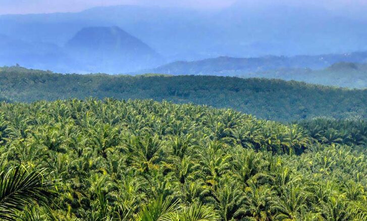 Palm Oil and Pollution: Bigger Than Other Vegetable Oils?
