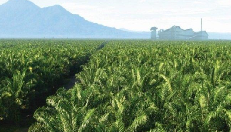 Oil Palm Plantations: Net Carbon Absorber Or Emitter?