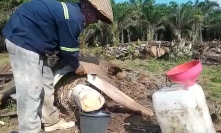 Old Palm Trunks Can Be Used To Produce Liquid Sugar