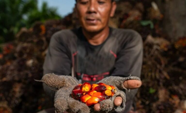 Revealing Versatility of Oil Palm Through Its Shell Utilization