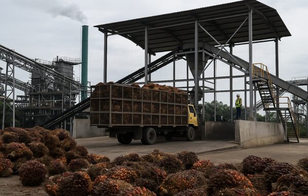 Govt Strengthening ISPO In Downstream Palm Sector