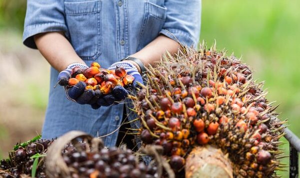 Palm Oil February 2025: Production Down, Exports Soar!