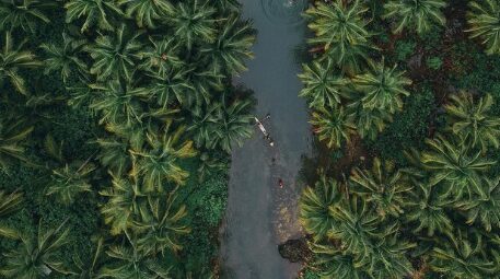 Hidden Fact Of Oil Palm: Water Efficient And Ecofriendly