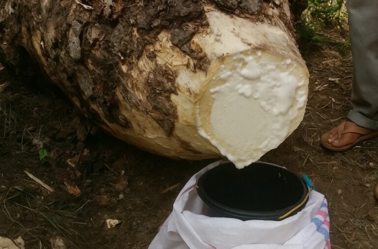 Govt Starts Palm Sugar Project, Capitalizing On Old Palm Trees