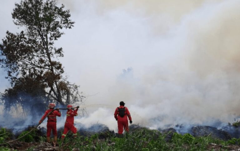 Forest Fires In Indonesia Drastically Decrease This Year