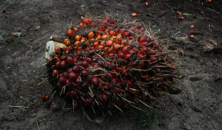 Balancing Domestic Palm Oil Production with Strategic Import (Policy Brief)