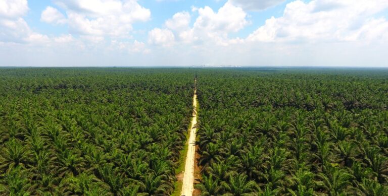 RI To Centralize Exports Of Key Commodities, Including Palm Oil