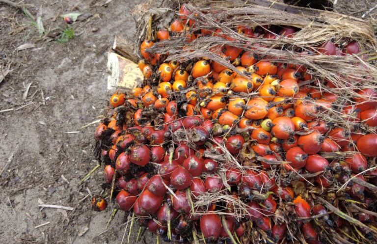 Balancing Growth and Green Mandates: Indonesia’s Strategic Use of Palm Oil in Global Economic Diplomacy